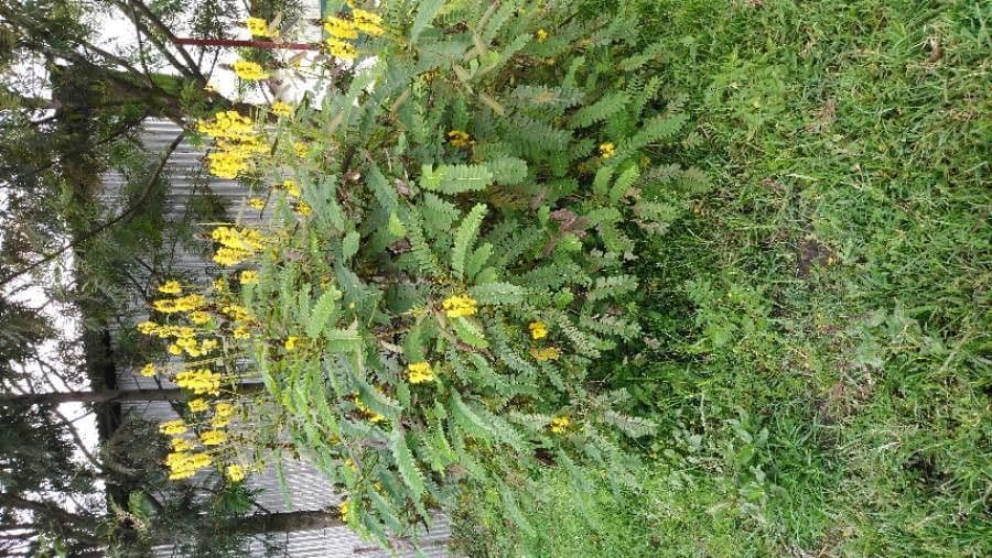 Senna didymobotrya 13