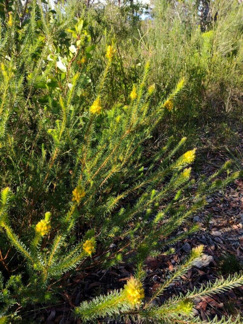 Phyllota phylicoides 5