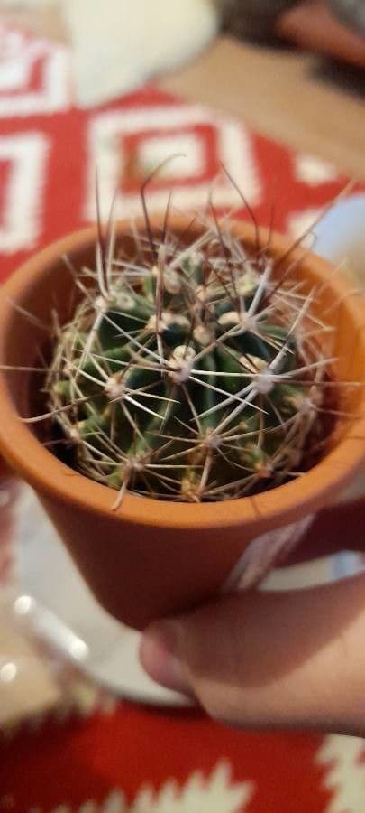 Cactus uncinato a fiore piccolo 3