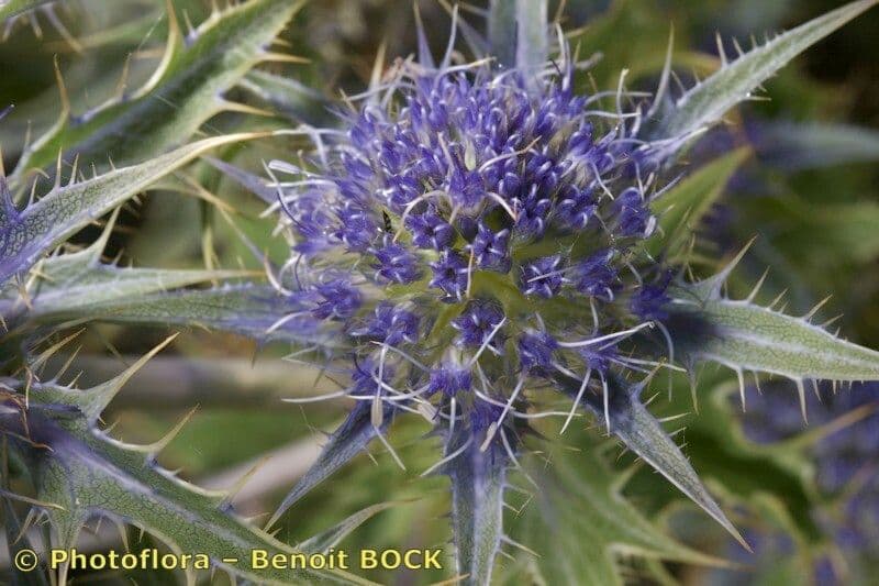 Panicaut