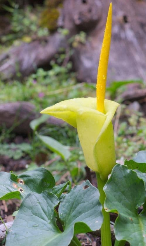 Arum 5