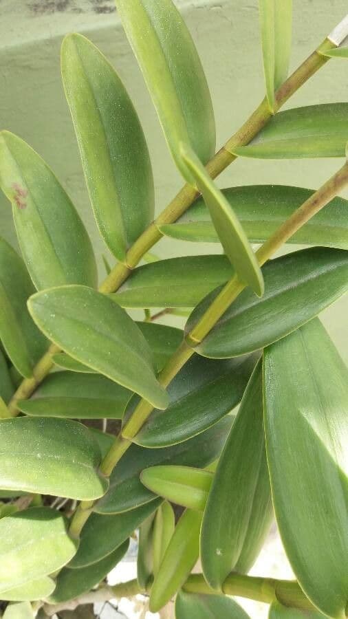 Epidendrum radicans 22