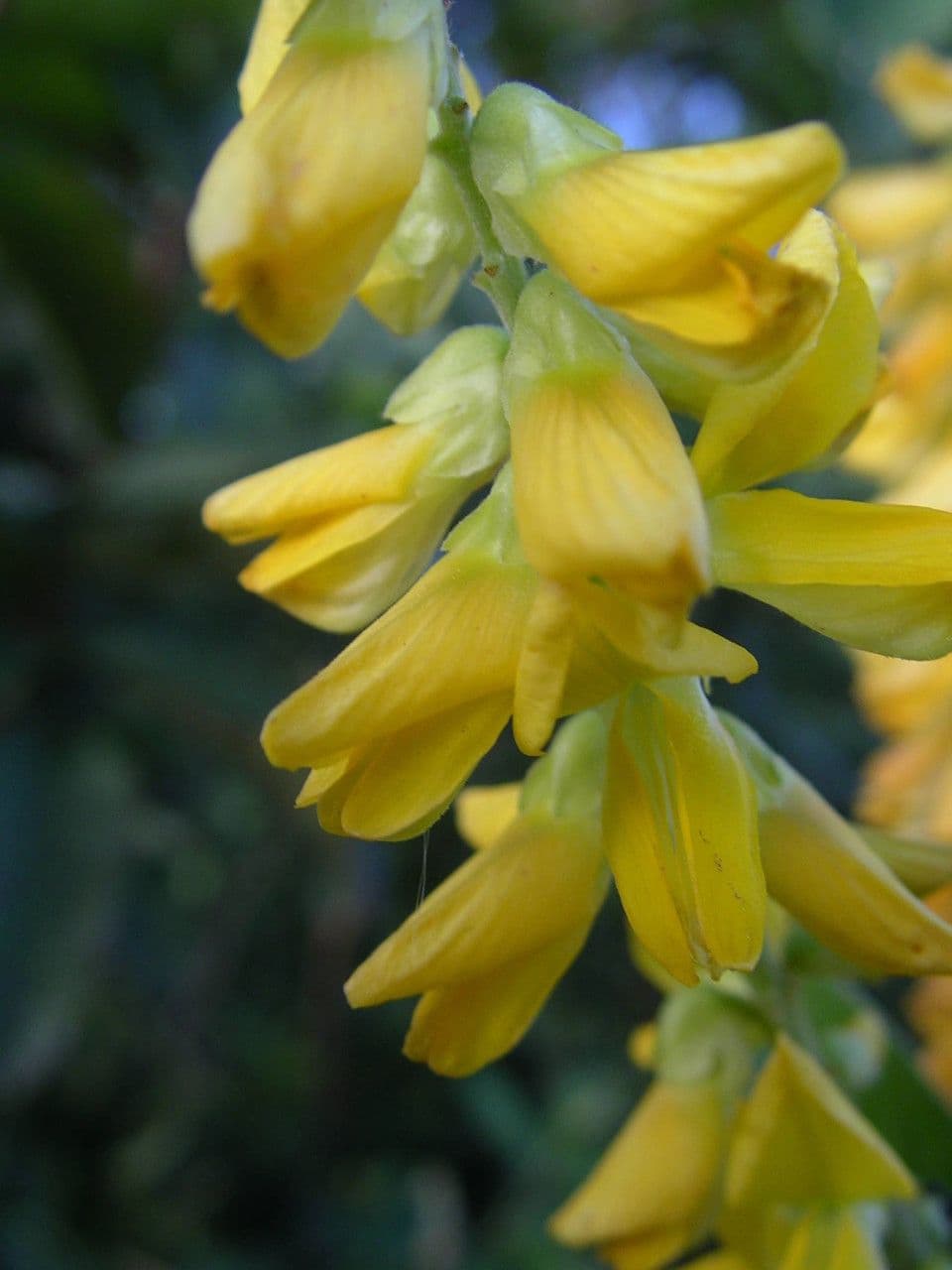 Eriosema psoraleoides 4