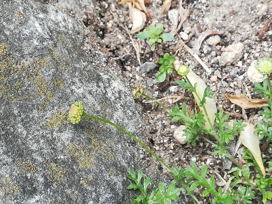 Cotula australis 3