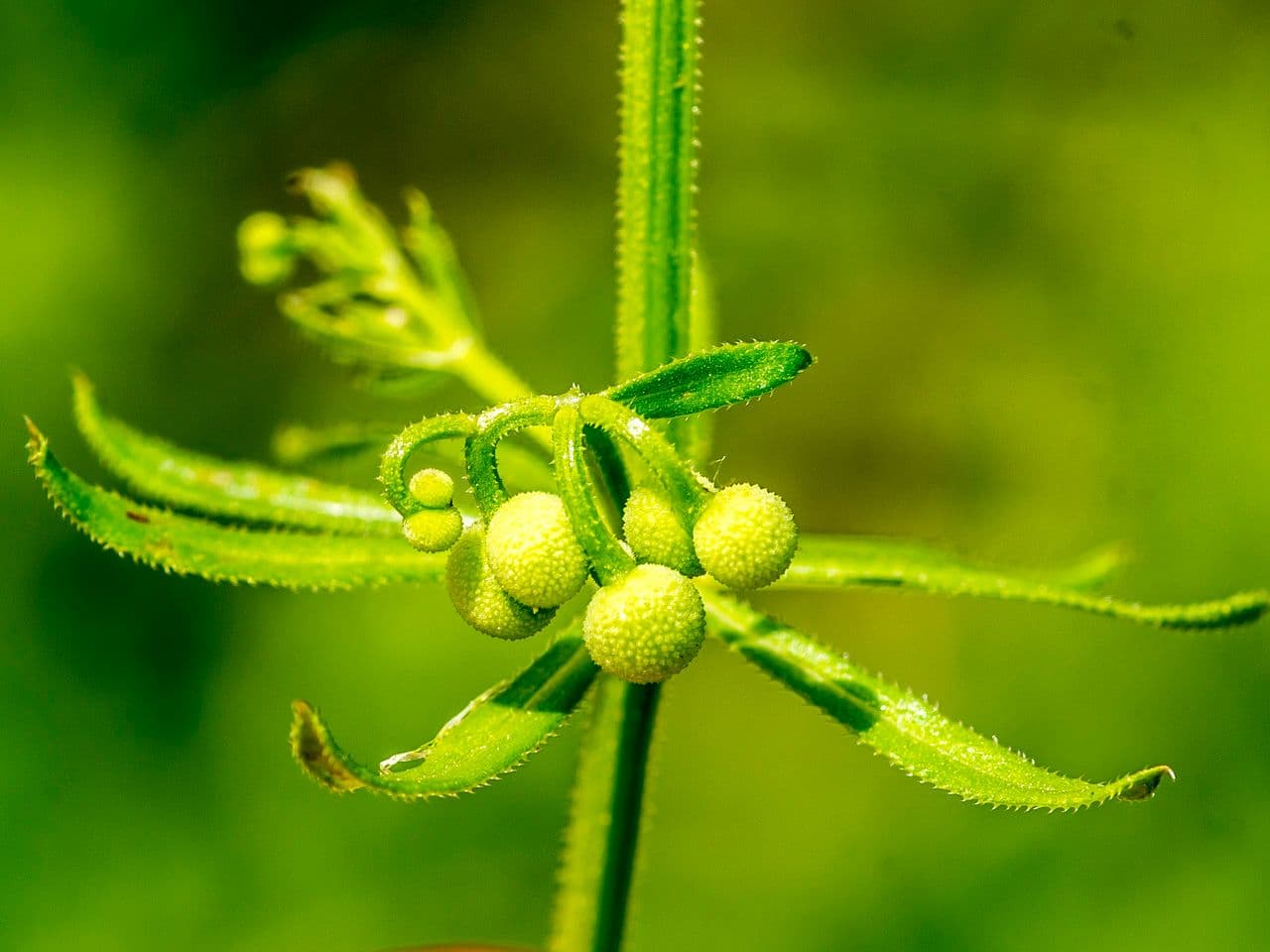 Corn-cleavers 4