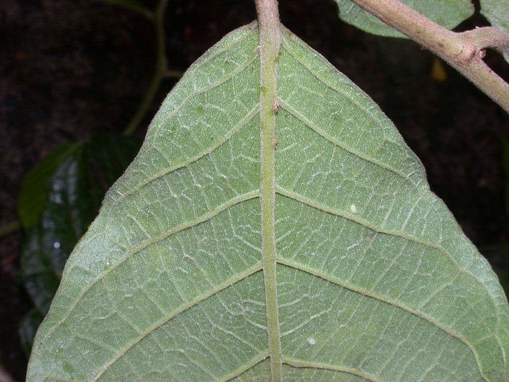 Dichapetalum 6