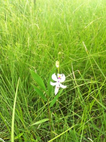 Calopogon pallidus 2