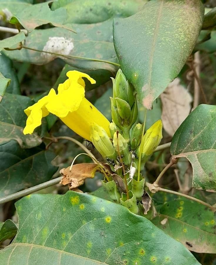 Adenocalymma 5