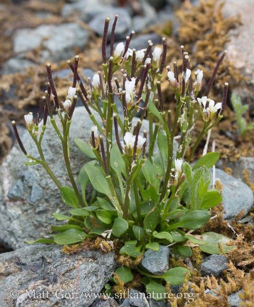 Cardamine bellidifolia 8