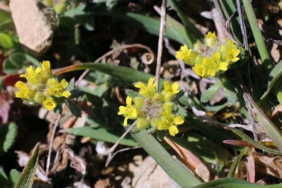 Alyssum minutum 7