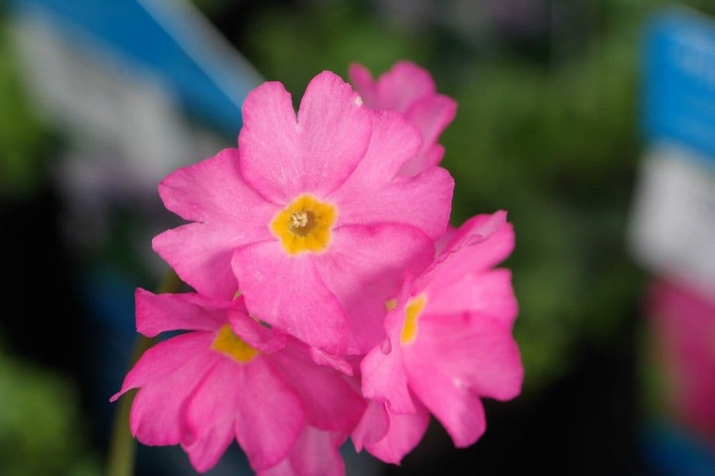 Primula 5