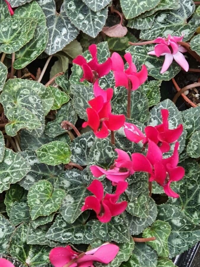 Ciclamino primaverile 16