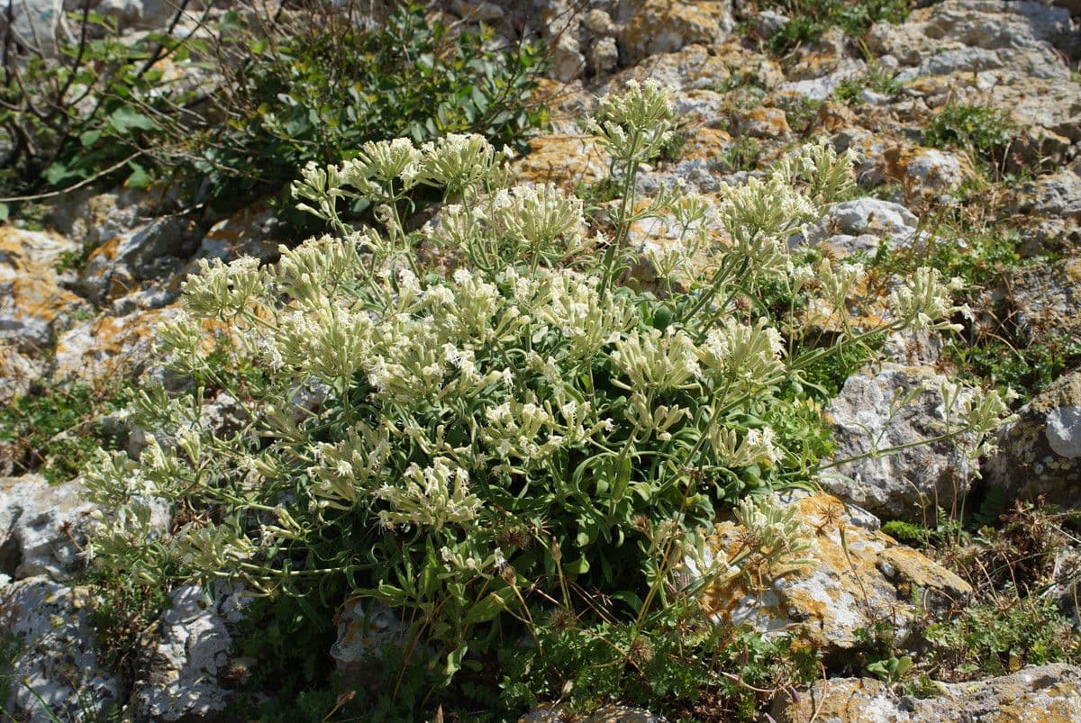 Silene 10