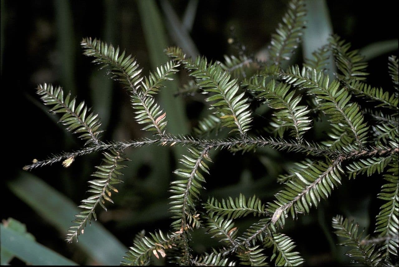 Dacrycarpus dacrydioides 12