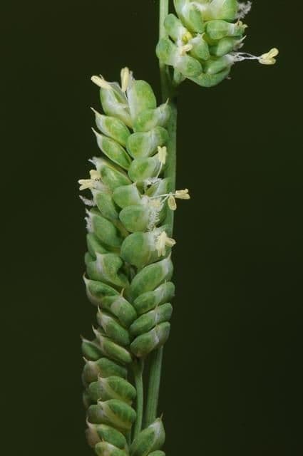 Beckmannia syzigachne 6