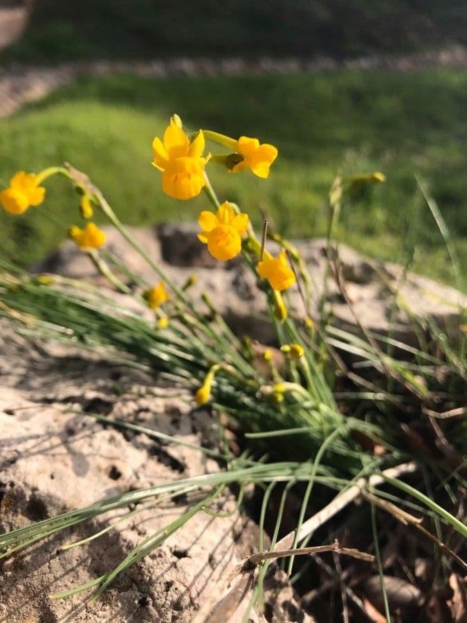 Narciso 4