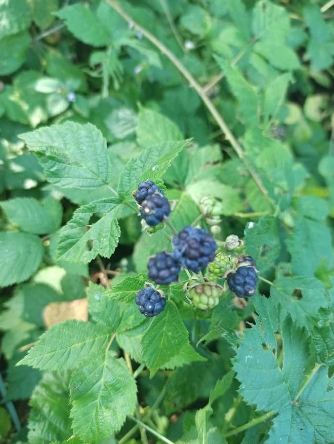 Ronce bleue