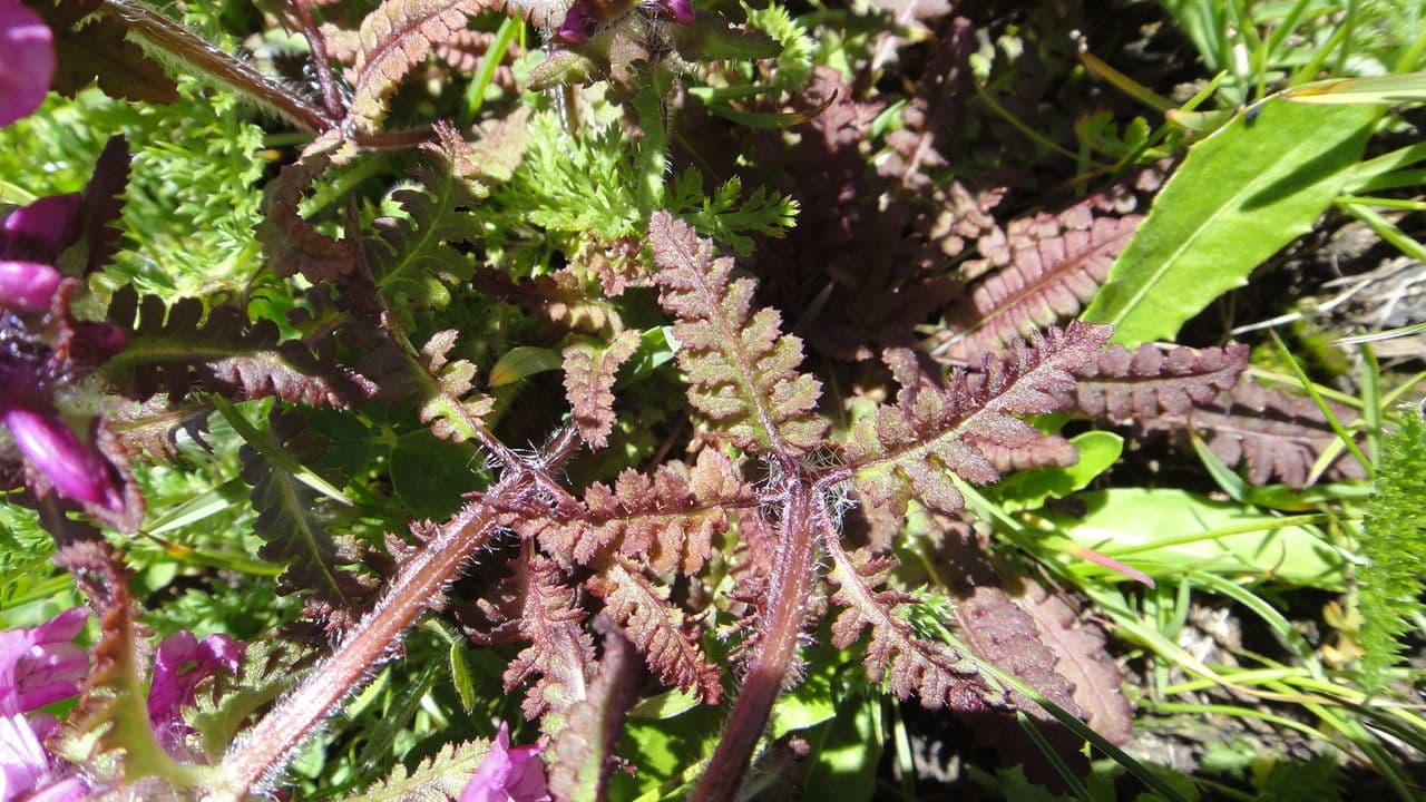 Pedicolare verticillata 20