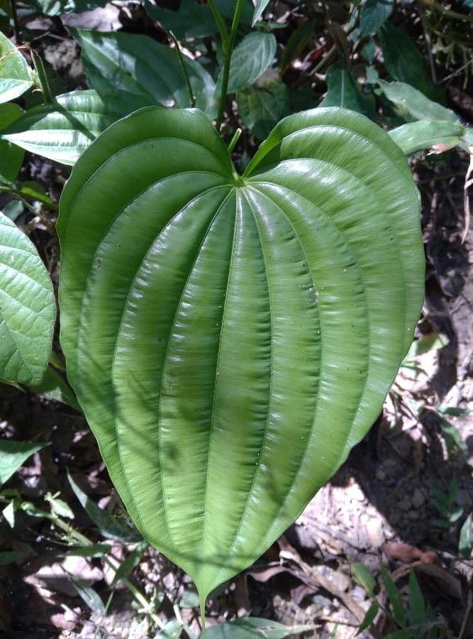 Dioscorea villosa 16