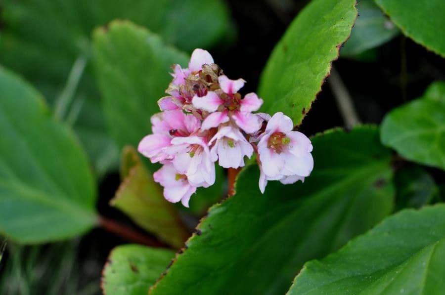 Bergenia Stracheya 3