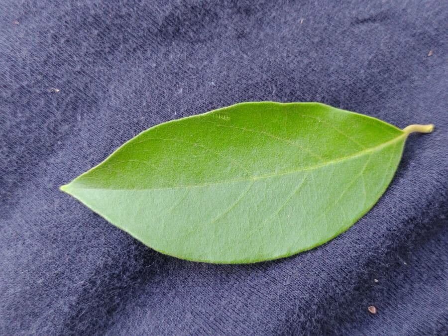 Eugenia 10