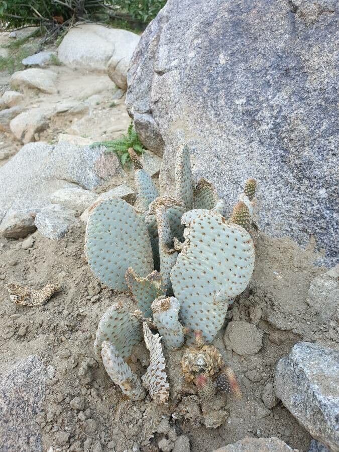 Opuntia basilaris 16