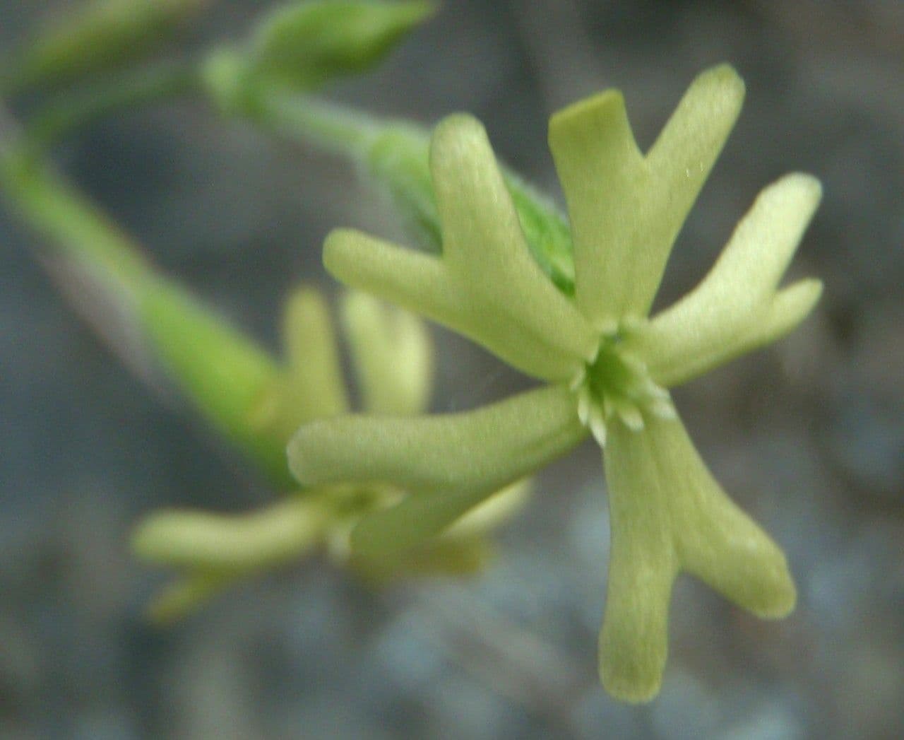Silene giallastro 4