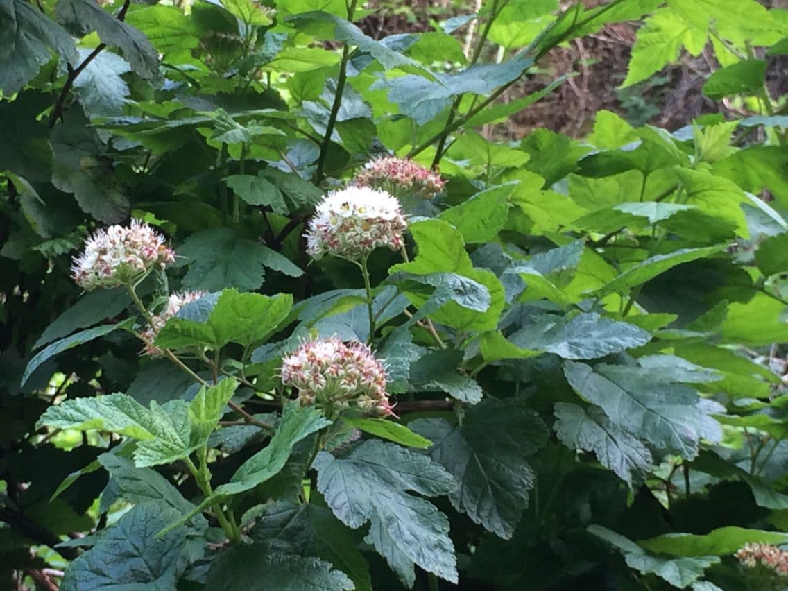 Physocarpus capitatus 13
