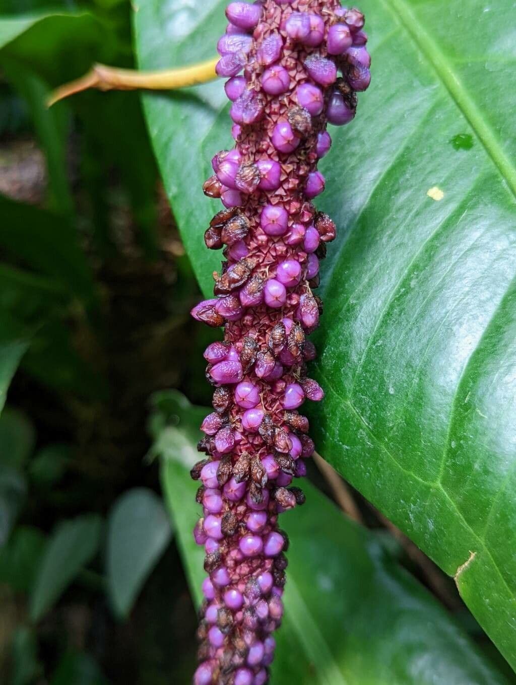 Anthurium 2