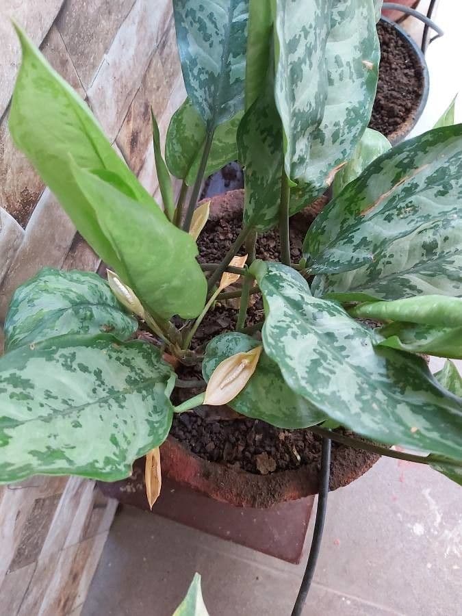 Aglaonema 11