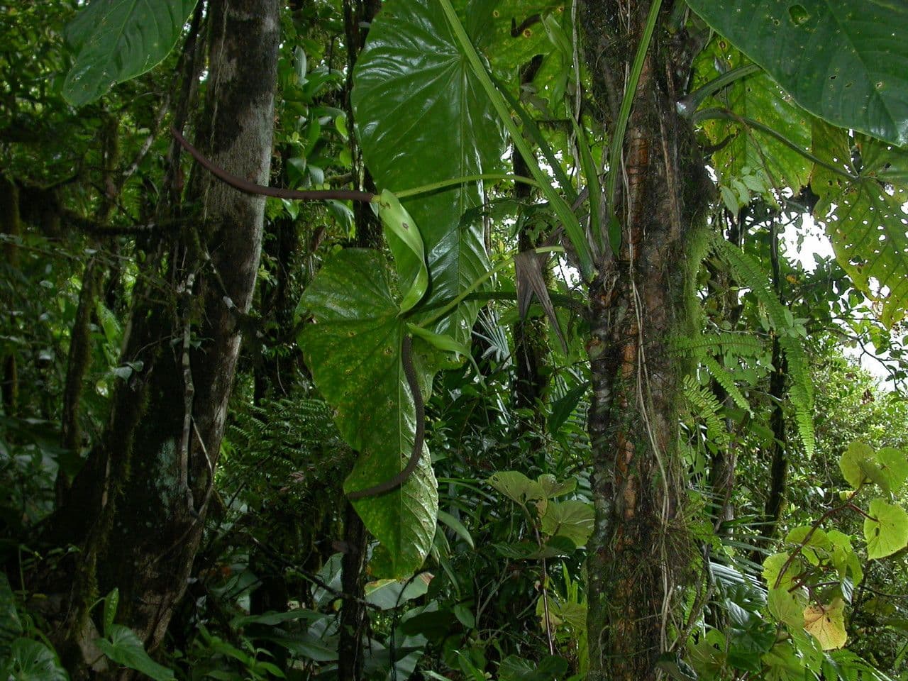 Anturio 3