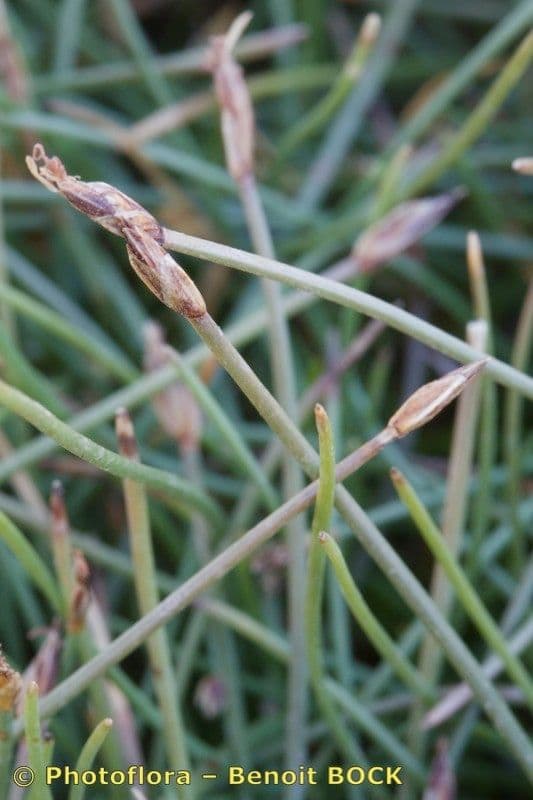 Giunco compressa 19