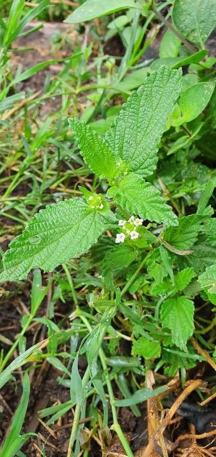 Lippia de Java 17