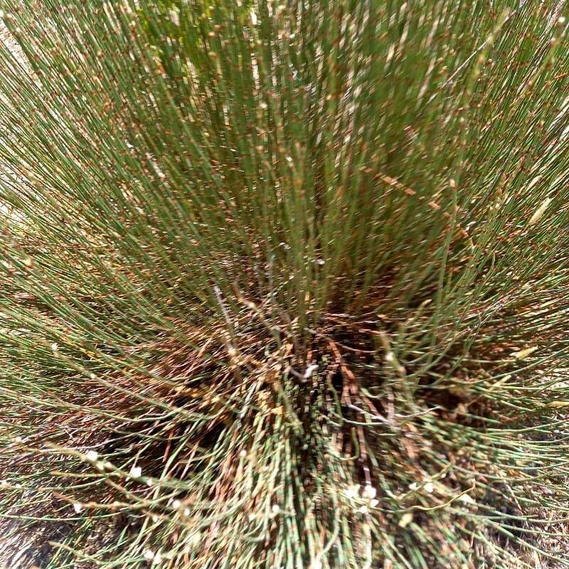 Polygonum 15