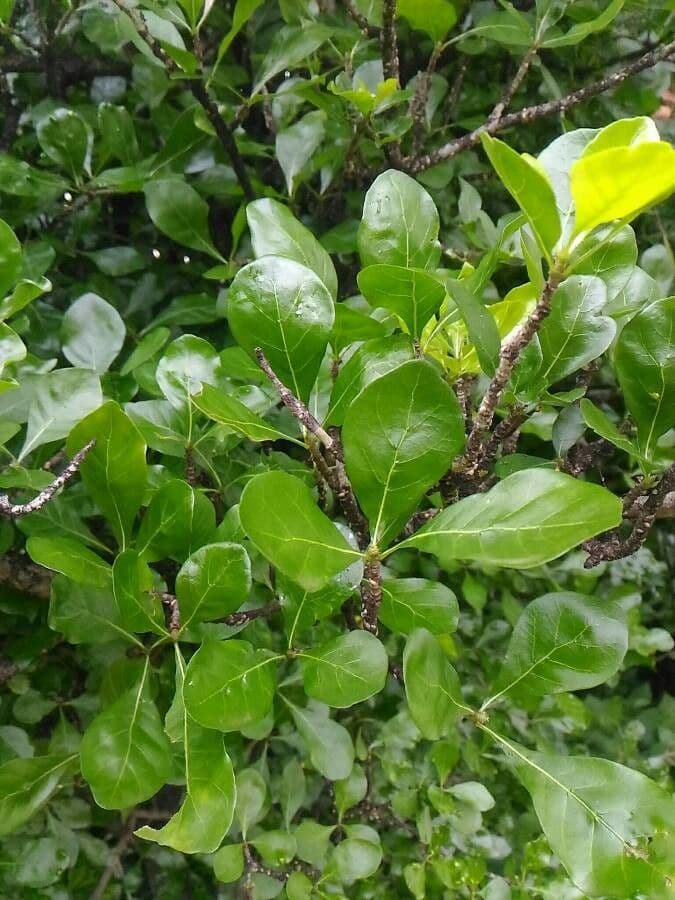 Gardenia Volkensa 12