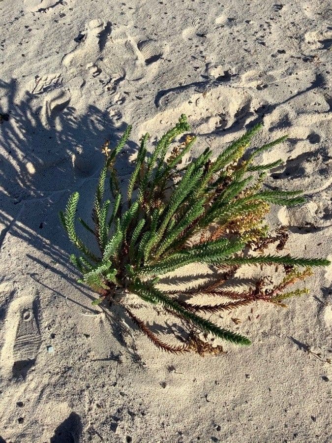 Strand-Wolfsmilch 17