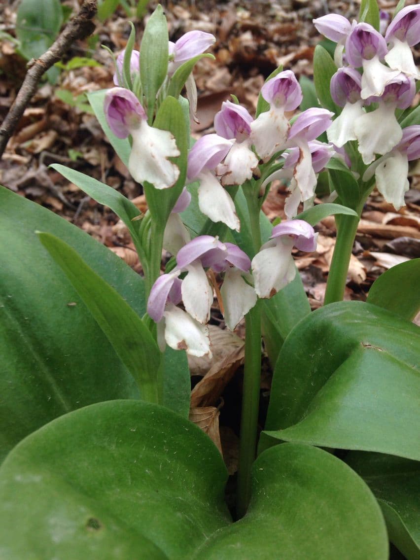 Galearis spectabilis 3