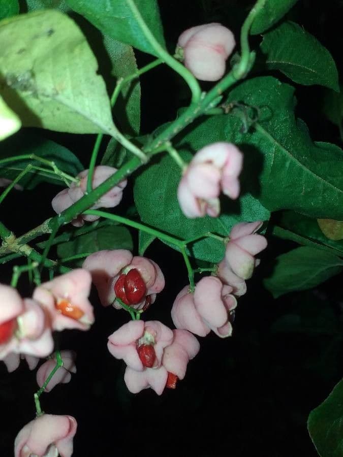 Euonymus maackii 7