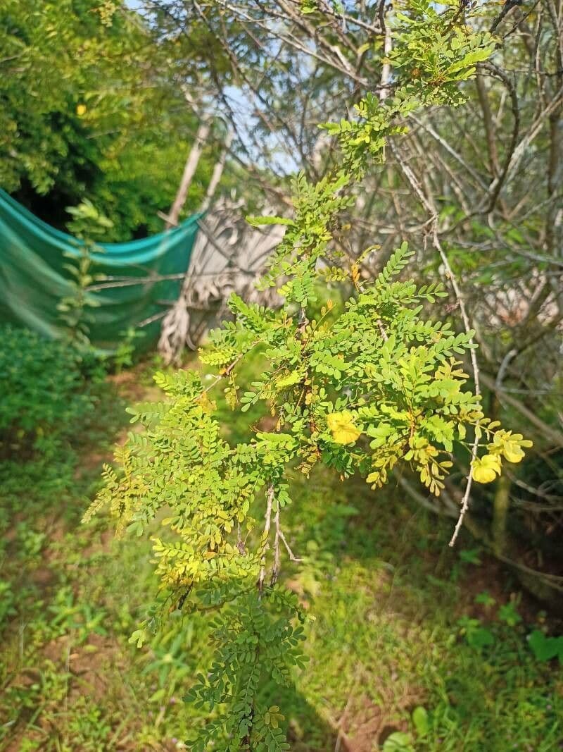 Acacia 6