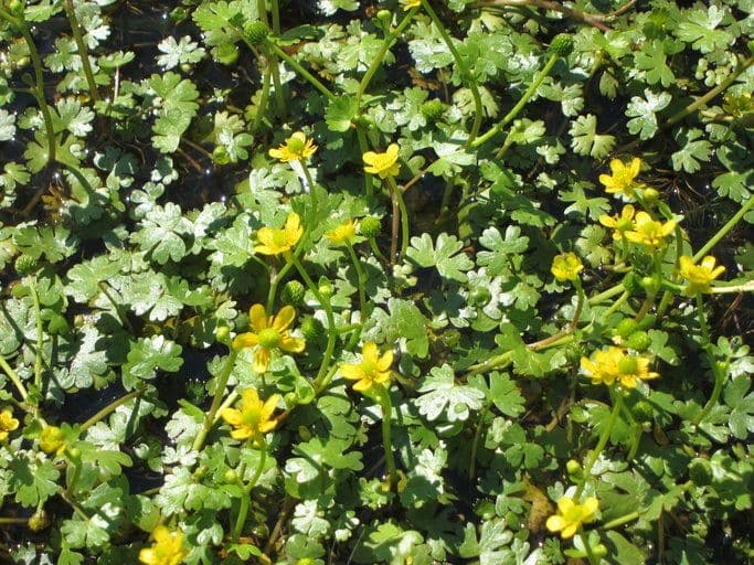 Ranunculus gmelinii 2