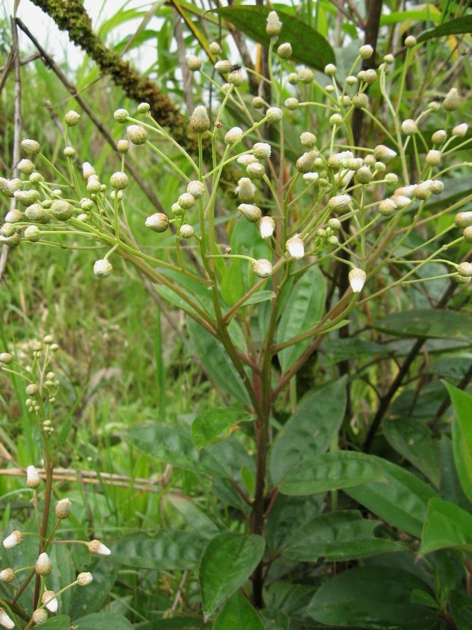 Baccharis stopkatá 7