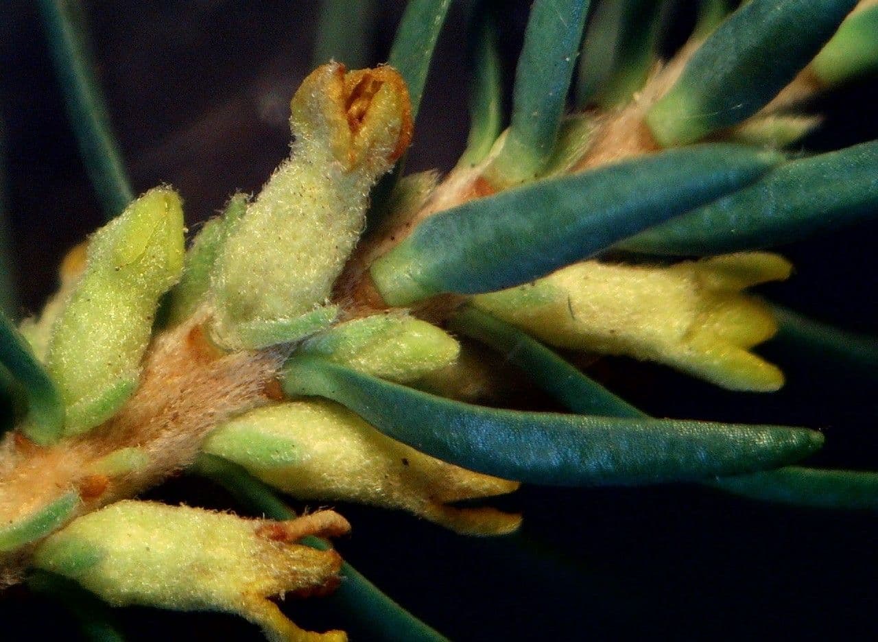 Thymelaea 2