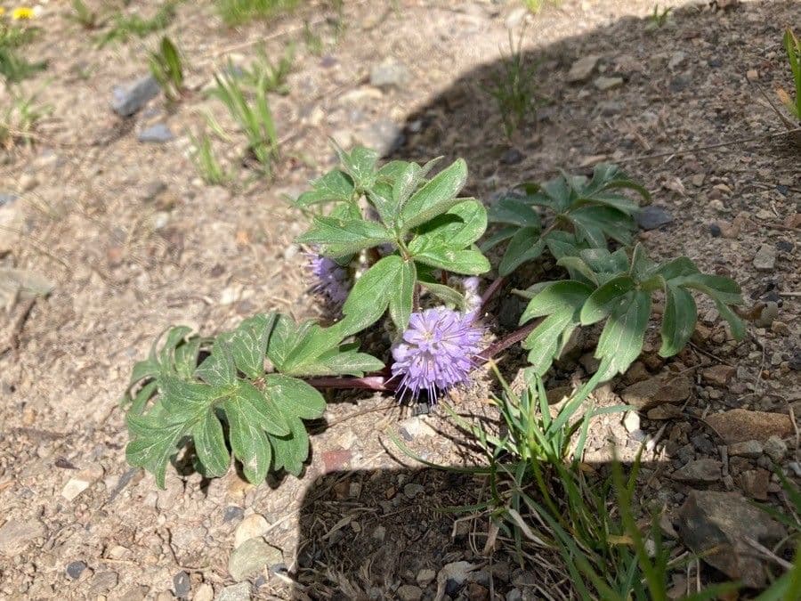 Hydrophyllum 7