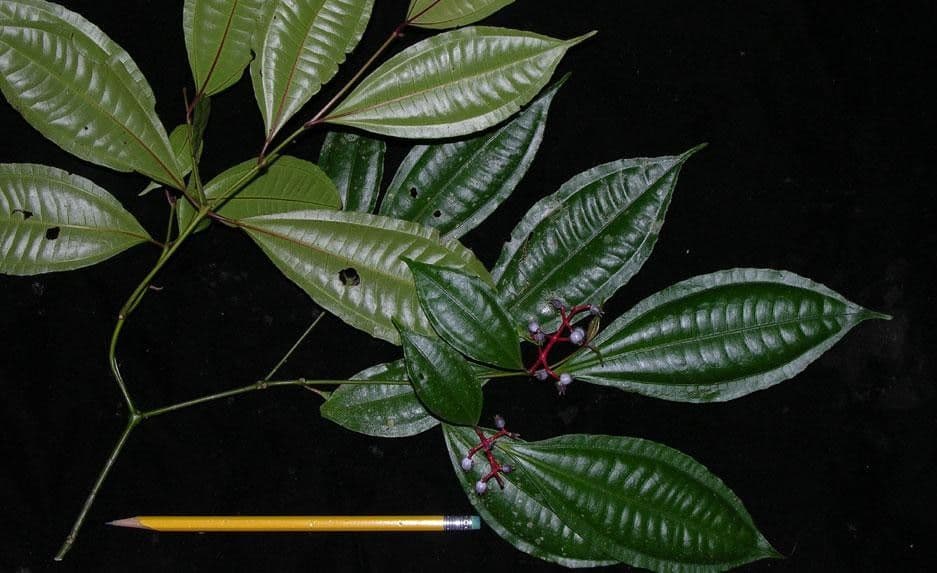 Miconia 18
