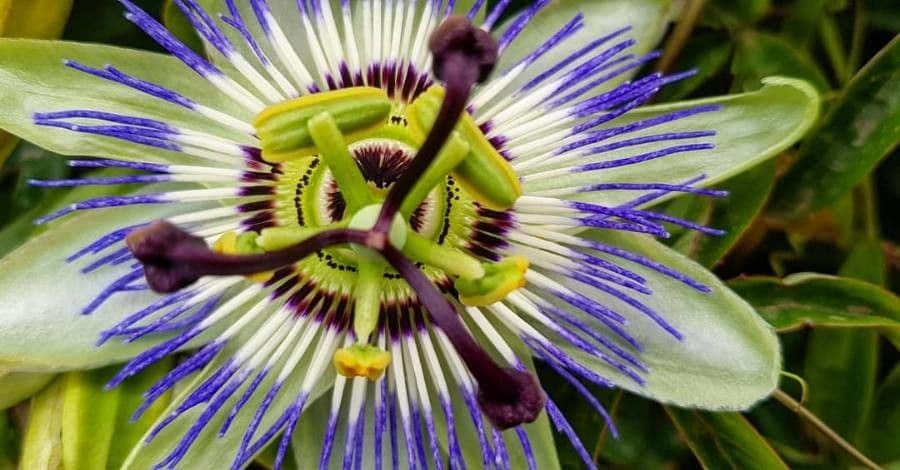 Passiflora azzurra 7