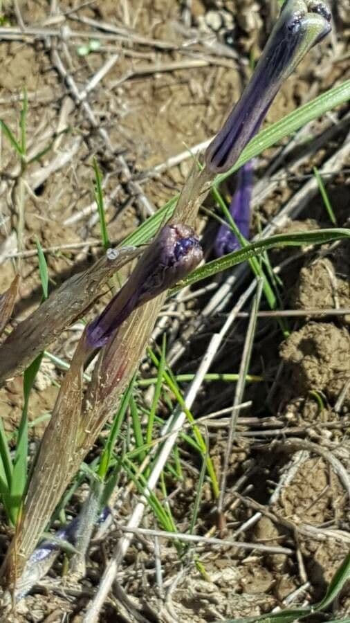 Moraea
