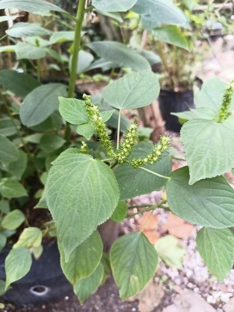 Acalypha 3