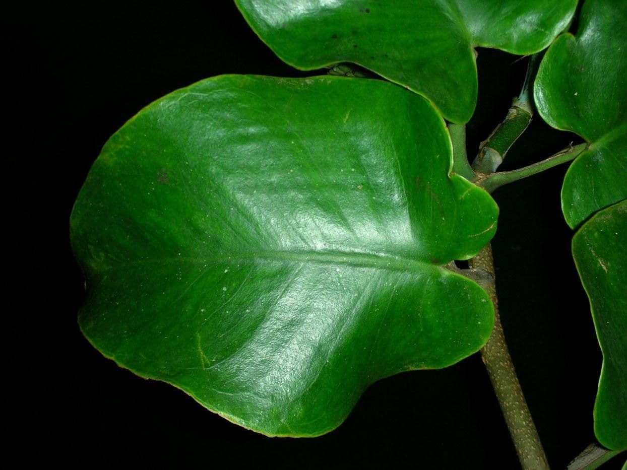 Monstera 5