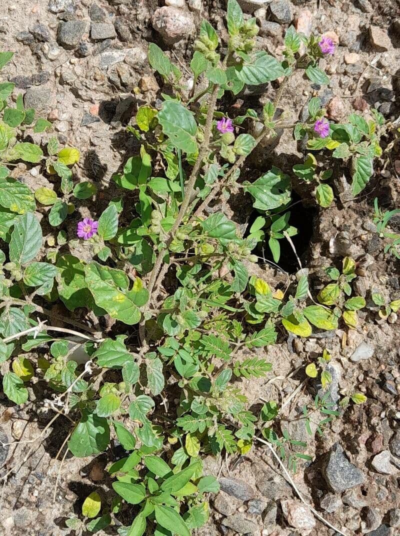 Mirabilis incarnata 9