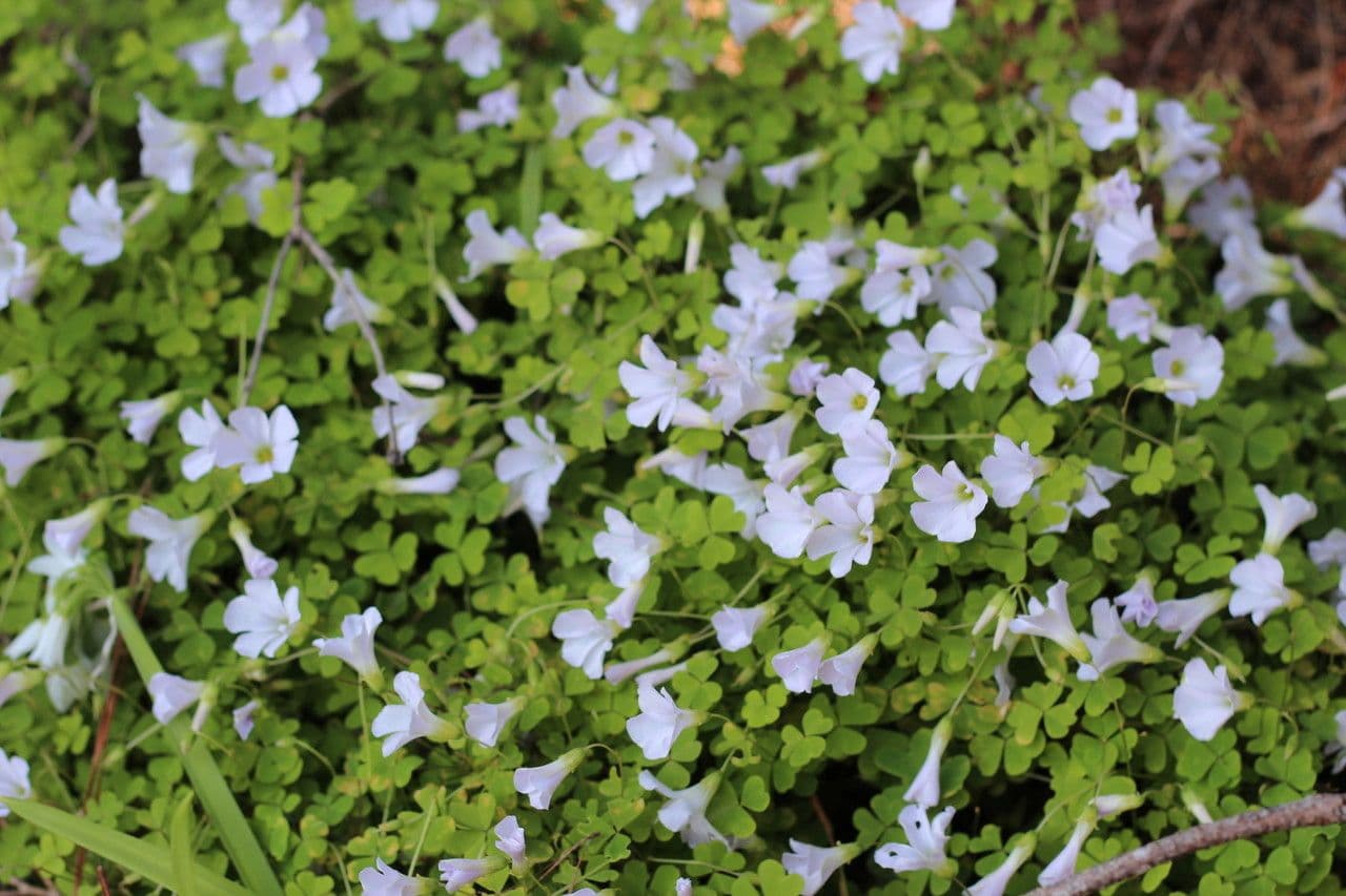 Ossalide incarnata 6